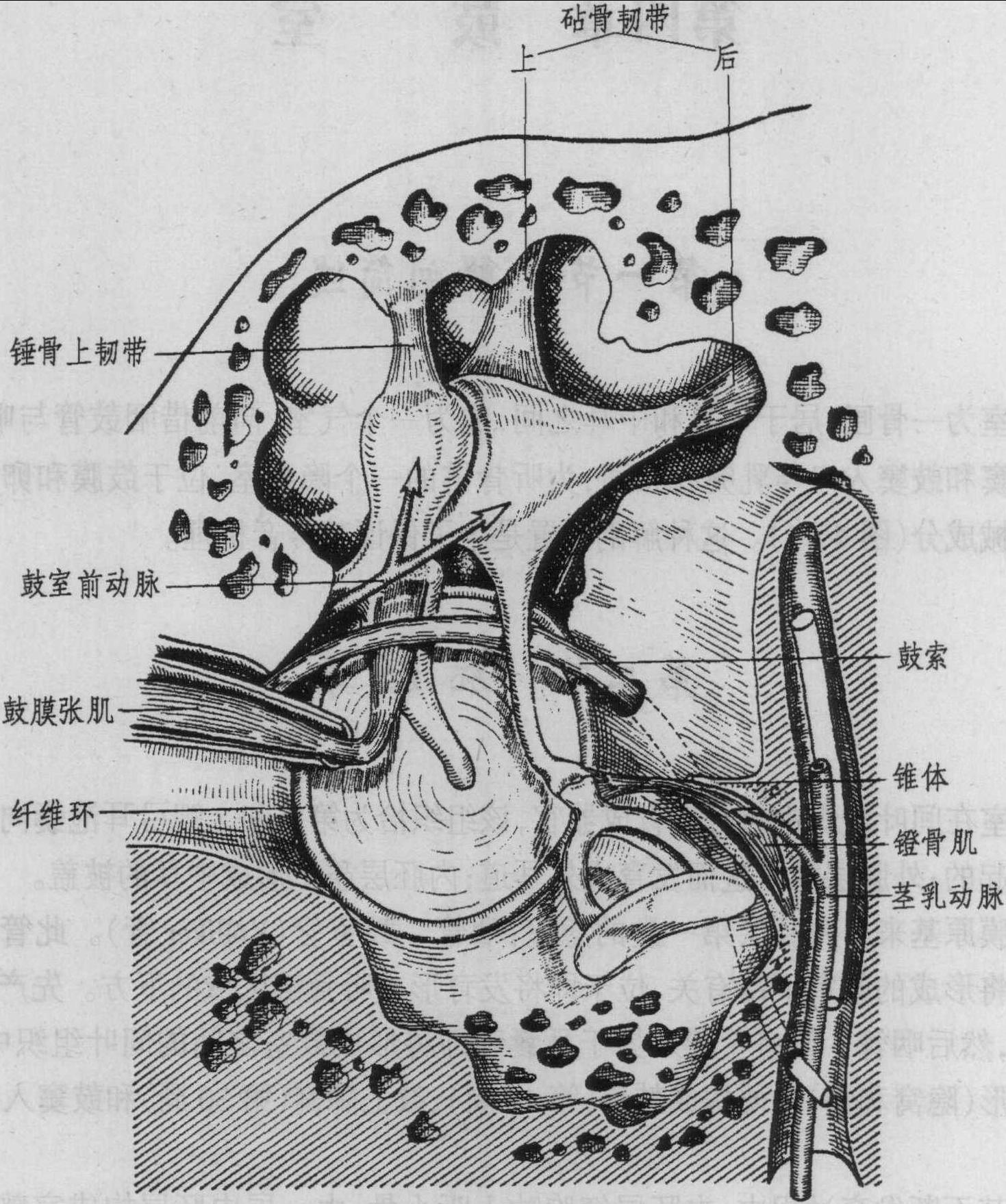 二、聽骨鏈